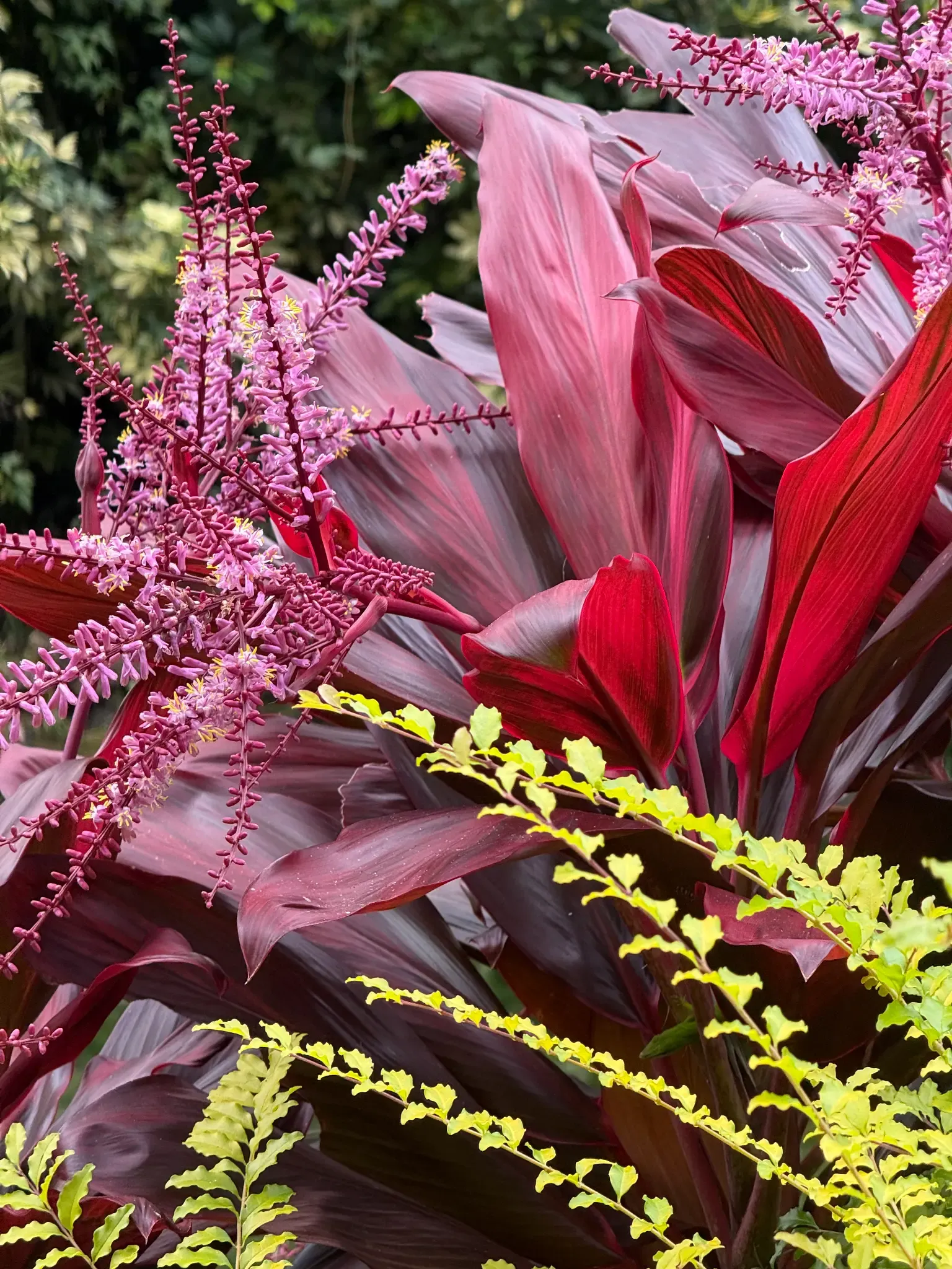 Plantas tropicales del parque